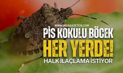 Pis Kokulu Yeşil Böcek Her Yerde!