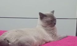 Kütahya'da Kayıp Kedi Alarmı! Bulana Ödül Verilecek!