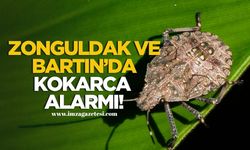 Kahverengi Kokarca Zonguldak ve Bartın’da Alarm Veriyor!