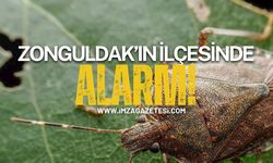 Zonguldak'ın ilçesinde kokarca alarmı!