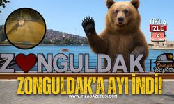 Zonguldak'a ayı indi! O anlar kameralara yansıdı!