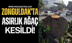 Zonguldak’ta Asırlık Kestane Ağacı Kesildi: Eski Başkandan Tepki