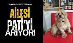 Kilimli’de kaybolan Pati için seferberlik: 16 yaşındaki Terrier Cinsi Köpek Aranıyor