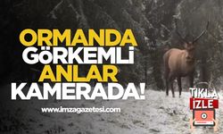 Ormanda Görkemli Anlar Kamerada!
