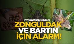 Zonguldak ve Bartın İçin Alarm! Kahverengi Kokarca Böceğiyle Geniş Çaplı Mücadele Başlatıldı!