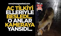 Aç Tilkiyi Elleriyle Besledi... O Anlar Kameraya Yansıdı...