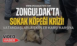 Zonguldak'ta Sokak Köpeği Krizi! Vatandaşlarla Ekipler Karşı Karşıya