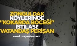 Zonguldak'ın Köylerinde Kokarca Böceği İstilası! Vatandaş Perişan!