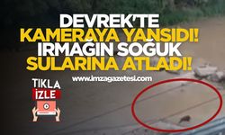 Devrek'te Kameraya Yansıdı! Irmağın Soğuk Sularına Atladı!
