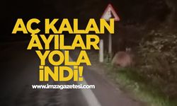 Aç Kalan Ayılar Yola İndi!