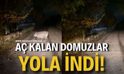 Aç kalan domuz sürüleri yola iniyor! Aman dikkat!