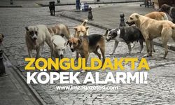 Zonguldak’ta başıboş köpekler uykuları kaçırıyor!
