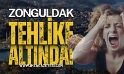 Zonguldak Tehlike Altında: Kahverengi Kokarca Böcek