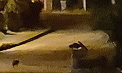 Aç kalan çakal yavruları Bartın şehir merkezinde!