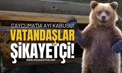 Zonguldak Çaycuma'da Ayı Kabusu!
