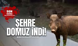 Şehre domuz indi! Görenler şok geçirdi!