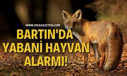 Bartın'da Yabani Hayvan Alarmı!