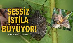 Sessiz İstila Büyüyor!