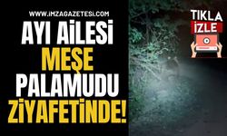 Ayı Ailesi Meşe Palamudu Ziyafetinde!