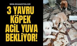 Kömürlükte Dünyaya Geldiler... 3 Yavru Köpek Acil Yuva Bekliyor