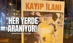 Zonguldak'ta Kaybolan Köpeğini İlanla Arıyor!