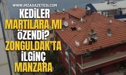 Kediler Martılara mı Özendi! Zonguldak'ta İlginç Manzara...