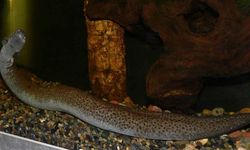 Siren Balığı Gerçek mi? Nerede Yaşar?