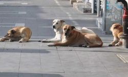 Sokak Hayvanlarını Topluyorlar!