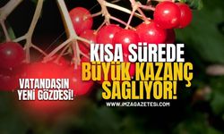 Türkiye Tarımında Yeni Gözde! Üreticisine Kısa Sürede Büyük Kazanç Sağlıyor!