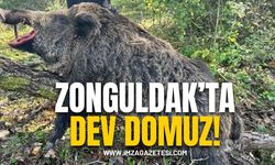 Zonguldak Ormanlarında Dev Domuz Avlandı!