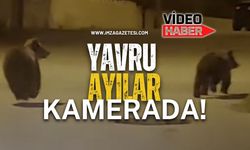 Yavru Ayılar Kamerada!