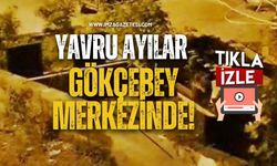 Yavru Ayılar Gökçebey Merkezinde!