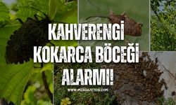 Kahverengi Kokarca Böceği Alarmı! Tarım Ürünlerine Büyük Tehdit