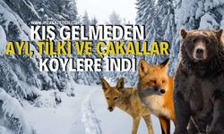 Kış Öncesi Ayı, Tilki Ve Çakallar Köylere İndi
