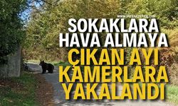 Sokaklara Hava Almaya Çıkan Ayı Kameralara Yakalandı