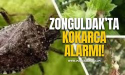 Zonguldak’ta Kahverengi Kokarca Mücadelesi!