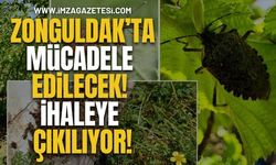 Zonguldak'ta Kahverengi Kokarca Böceği İle Mücadele! İhaleye Çıkılıyor!