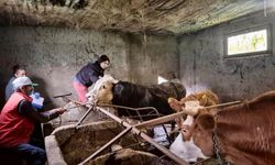 O Müdürlük Sahayı Seviyor!