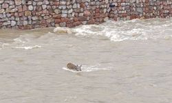 Karaca ekipler tarafından kurtarıldı!