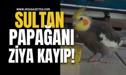 Sultan Papağanı Ziya Kayıp!