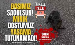 Başımız Sağolsun! Minik Dostumuz Yaşama Tutunamadı!