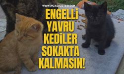 Engelli Yavru Kediler Sokakta Kalmasın! Kör İki Kardeşe Acil Yuva Aranıyor!