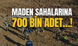 Maden Sahalarına 700 Bin Adet…!