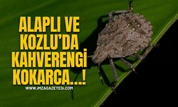 Alaplı ve Kozlu’da Kahverengi Kokarca…!