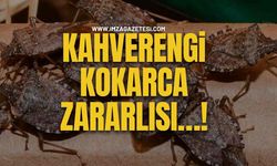 Kahverengi Kokarca Zararlısı…!