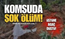 Kestiği Ağacın Altında Can Verdi! | Bartın haber