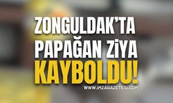Zonguldak'ta Papağan Ziya Kayboldu!