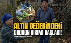 Salep Fidelerinin Dikimine Başlandı!