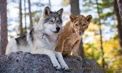 Kurt ve Aslan Konusu Gerçek mi? Yaşanmış mı?