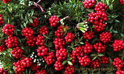 Kokina Çiçeği Gerçek Mi? Yapay Mı?